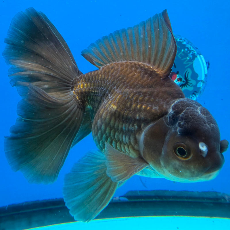Thai Oranda Super Black 3.5" Male(FEB-426)R2B01