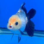 Thai Oranda Lemon Head Panda Jumbo Breed 2.8" Body Female 6mths(FEB-544)