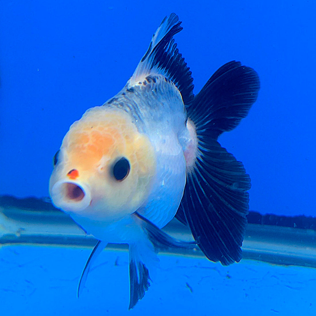 Thai Oranda Lemon Head Panda Jumbo Breed 2.8" Body Female 6mths(FEB-544)