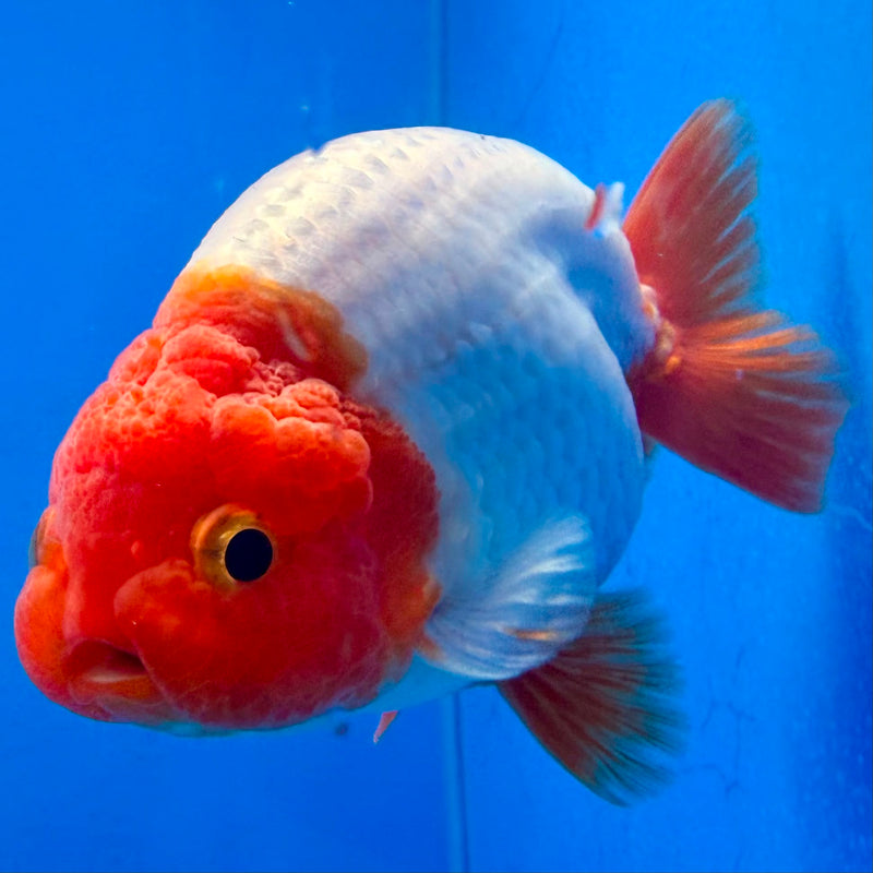 Thai Red & White Ranchu 3.5” Body Female(FEB-409) BLUETUBD