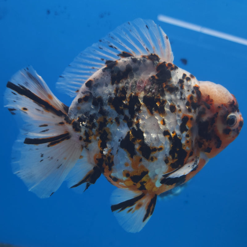 Thai Jumbo White Tiger Orchid Tail Oranda by NK THAILAND 5.00 inch Body (NKT-FEB-369)