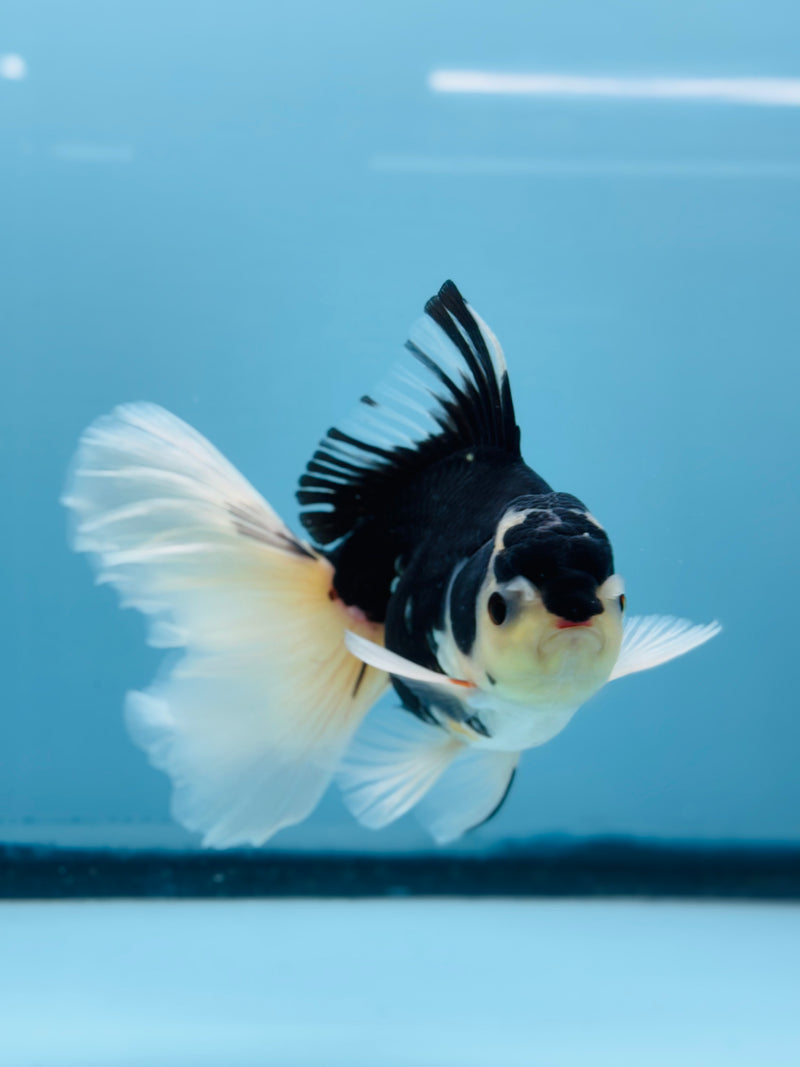 Thai Panda Orchid Tail Oranda 3.50 inch Body (KP-214)R1A11