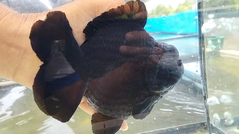 Thai Jumbo Black Orchid Tail Oranda by NK THAILAND 5.00 inch Body (NKT-JO2027)