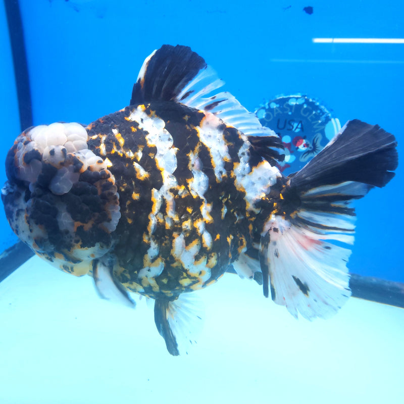 Thai Jumbo White Tiger Orchid Tail Oranda by NK THAILAND 5.00 inch Body (NKT-FEB-375)