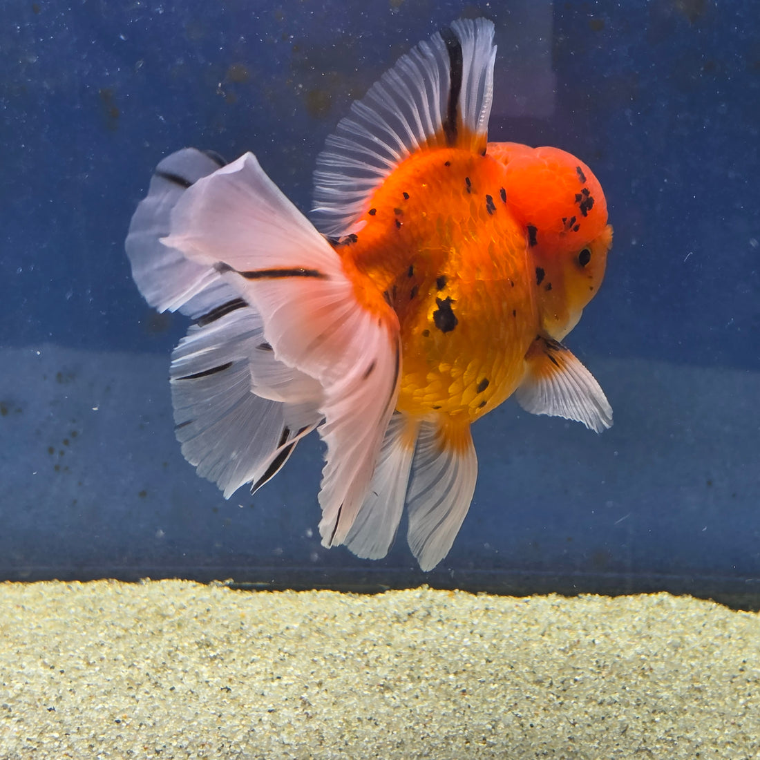 Thai Oranda Tiger Sakura 4.00" Body Male (FEB-734)SHOWTANKB