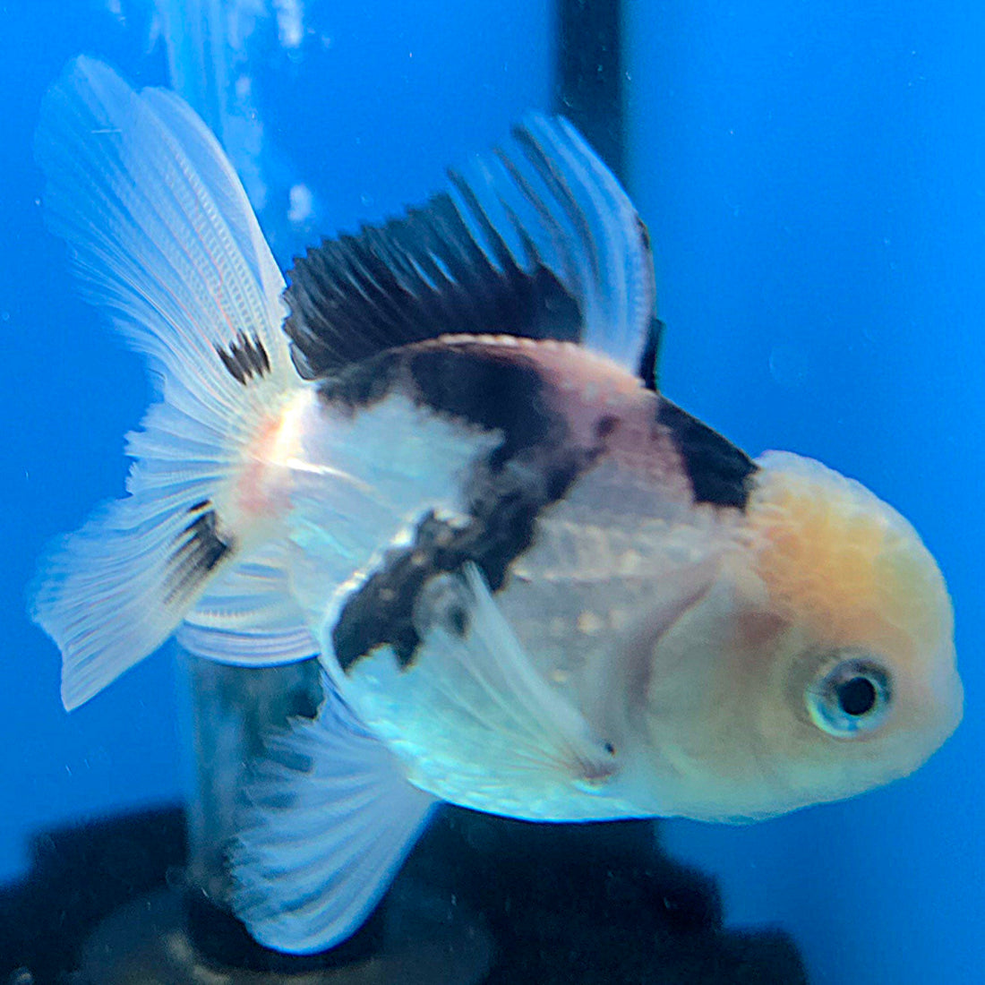 Thai Oranda Lemonhead Panda 2.5” Male(FEB-639)R3B15