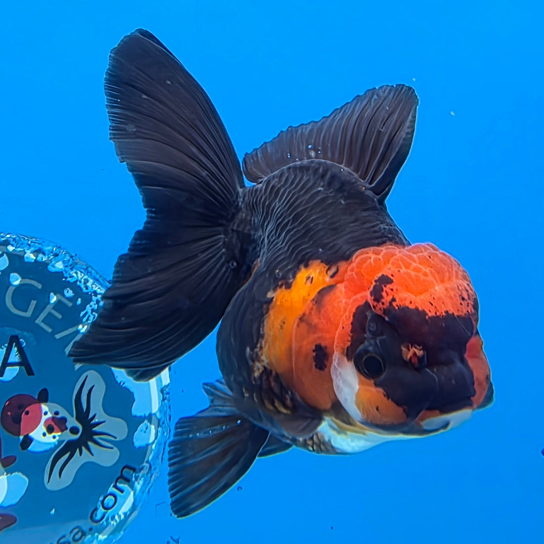 Thai Oranda Jumbo Breed Apache 3.5" Body Female (FEB-605)R1B11