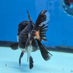 Thai Oranda Panda 4" Body female 9mths(FEB-569)R3A01