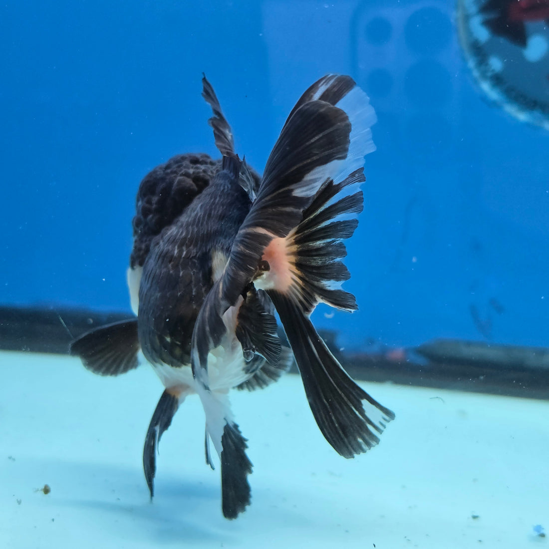 Thai Oranda Panda 4" Body female 9mths(FEB-569)R3A01