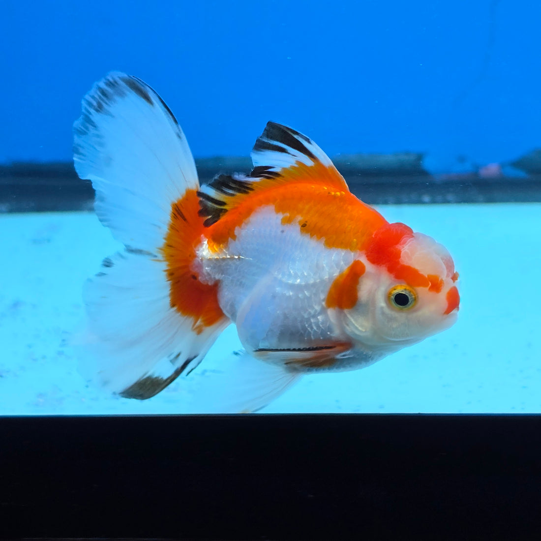 Thai Oranda Tri Color 2.8 in Body Female (FEB-530)R3A06