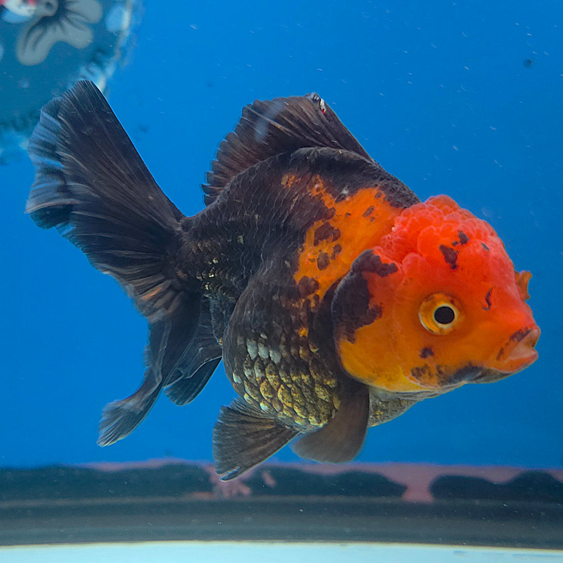 Thai Oranda Apache 2.5” Female(FEB-675)R3B01