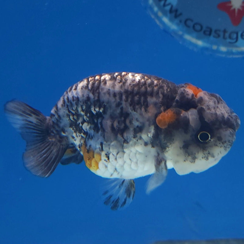 Thai Ranchu Granite 2in Female (FEB-334)R3B16