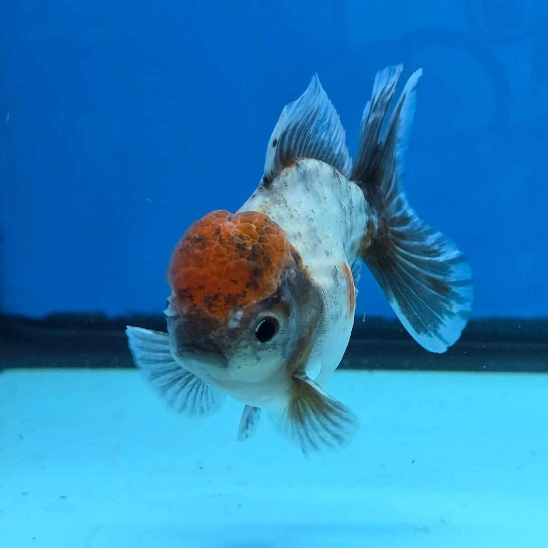 Thai Oranda Blue Calico Shogun Farm 3.5" Body Female 8mths(FEB-557)R3A02