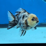 Thai Oranda Lemon Head Granite Shogun Farm 3.2" Body Female 6mths(FEB-578B)R3B02