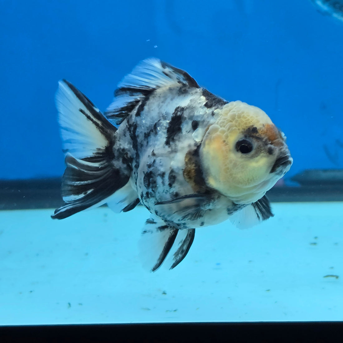 Thai Oranda Lemon Head Granite Shogun Farm 3.2" Body Female 6mths(FEB-578B)R3B02