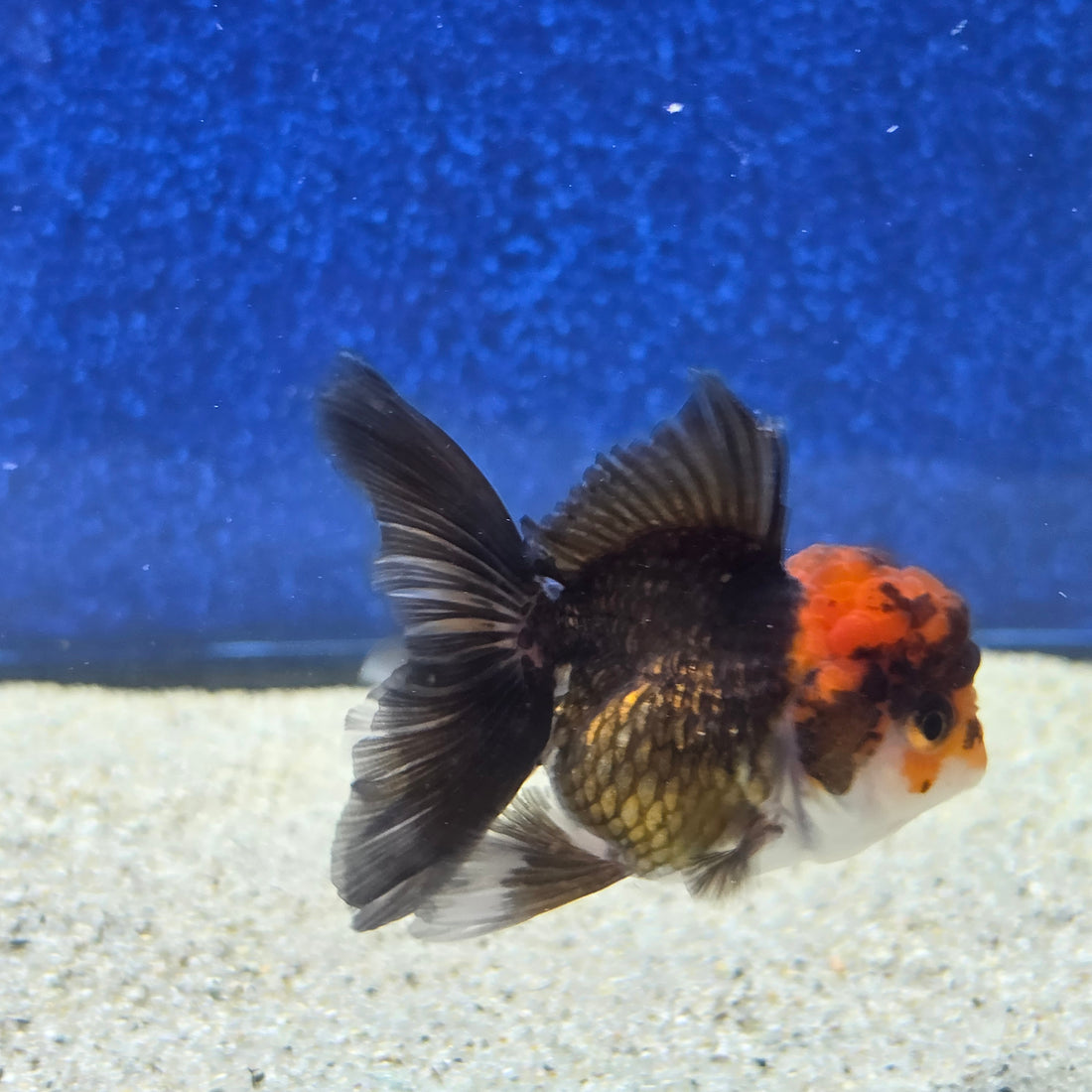 Thai Oranda Apache 2.3” Female(FEB-655)R3B21