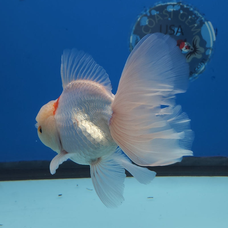 Thai Oranda Tri-Color 3.5” Female (FEB-259)R3A04