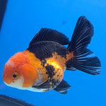 Thai Oranda Jumbo Breed Apache 3.5" Body Female (FEB-608)