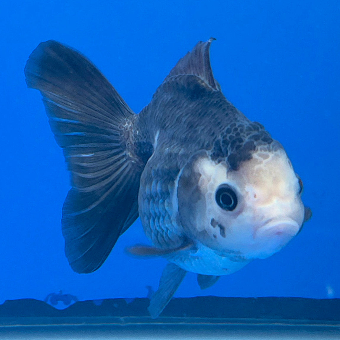 Thai Oranda Lemonhead Panda 3.25” Female(FEB-891)R2B11
