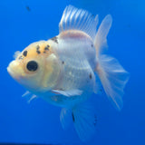 Thai Oranda Lemomhead Panda 3.00 inch Body Female(FEB-844)R2B01