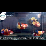Nemo Koi Female