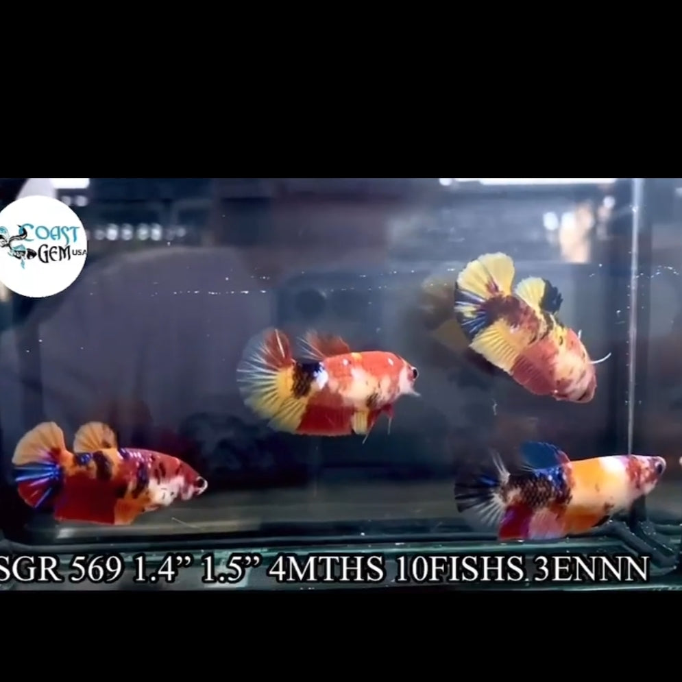 Nemo Koi Female