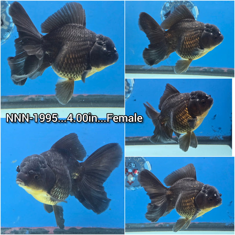 Thai Giant Breed Black Oranda Orchid Tail 4.00 inch Body Female (NNN-1995)R1A12