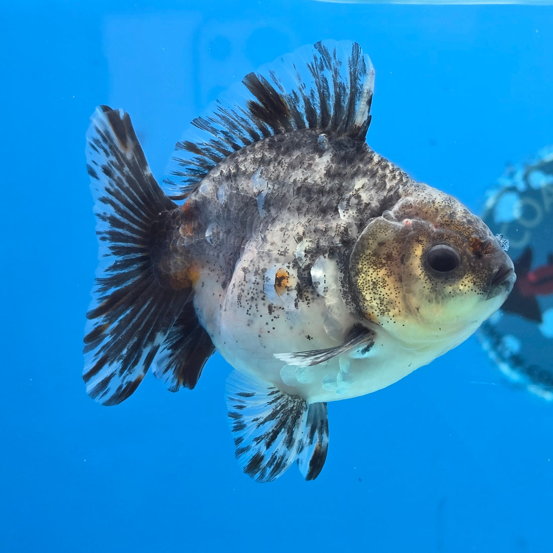 Thai Oranda Calico Shogun Farm 3.5" Body Male 8mths(FEB-553)R3A02