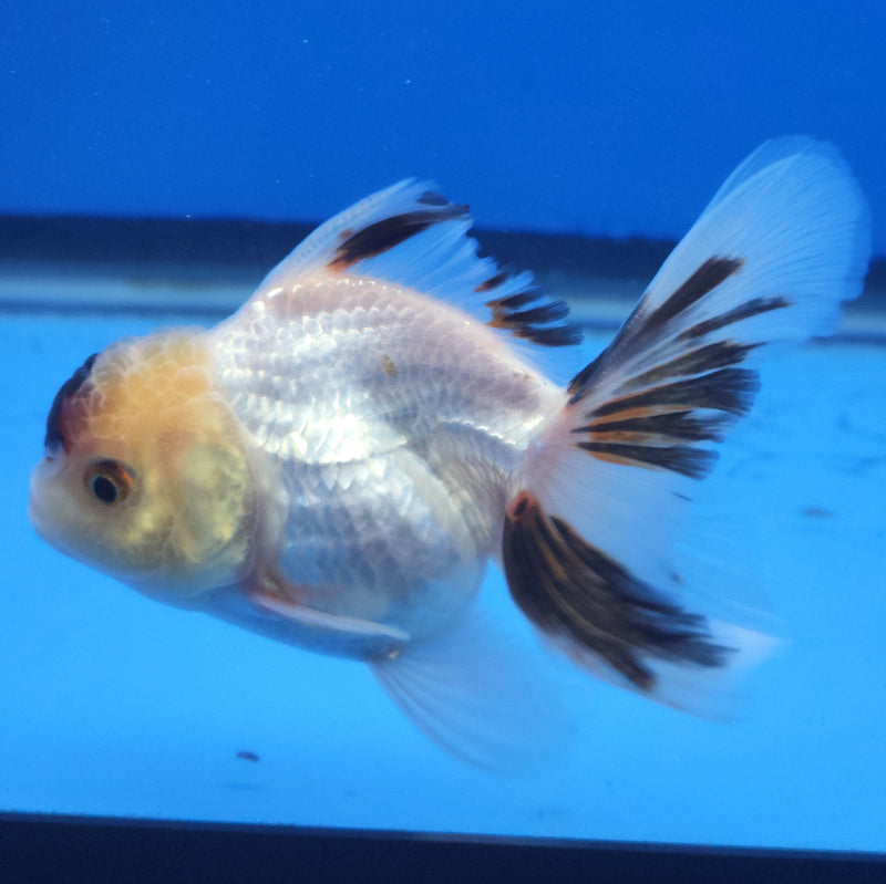 Thai Oranda Black Tancho Panda 2.5” Female (FEB-363)R3B20