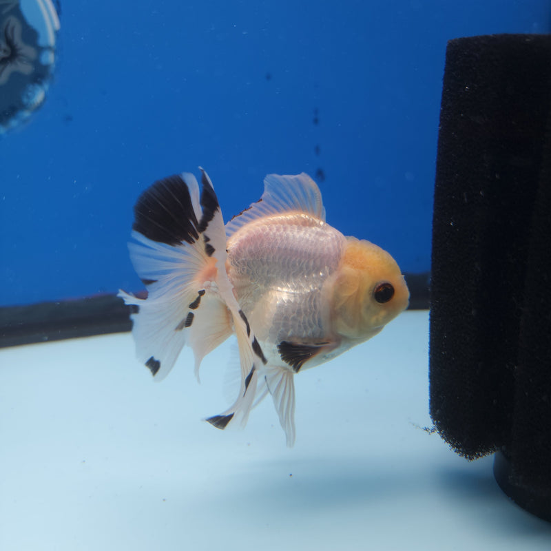 Thai Oranda Lemonhead Panda 3” Female (FEB-250)R3B04