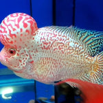 Live Freshwater Golden Base Kamfa Fry 1.00-2.00" Flowerhorn by Snow X Breed Thailand
