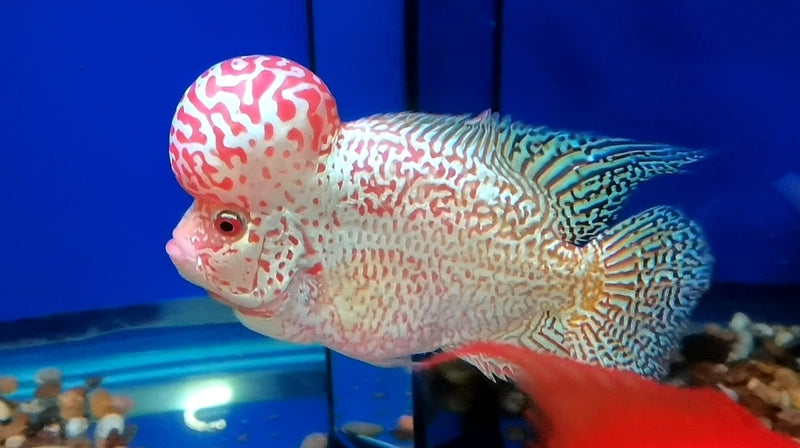 Live Freshwater Golden Base Kamfa Fry 1.00-2.00" Flowerhorn by Snow X Breed Thailand