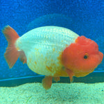 Thai Ranchu Red & White 3.5in Female (FEB-466)BLUETUBA