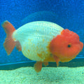 Thai Ranchu Red & White 3.5in Female (FEB-466)BLUETUBA