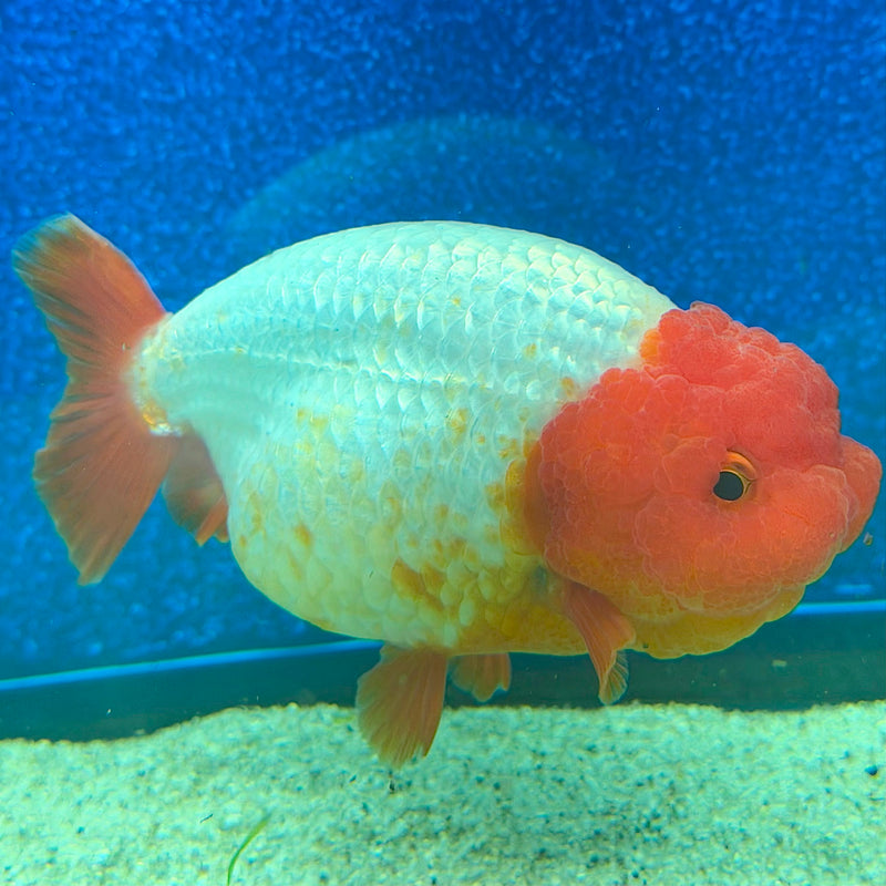 Thai Ranchu Red & White 3.5in Female (FEB-466)BLUETUBA