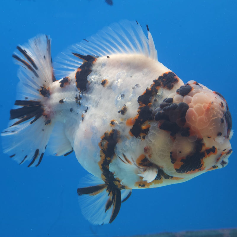 Thai Jumbo White Tiger Orchid Tail Oranda by NK THAILAND 5.00 inch Body (NKT-FEB-368)