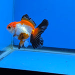 Thai Oranda Tri-Color 2.50" Body Female (FEB-739)R2B01
