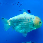 Thai Ranchu White Lemonhead Shark 3.5in Female (FEB-446)BLUETUBA