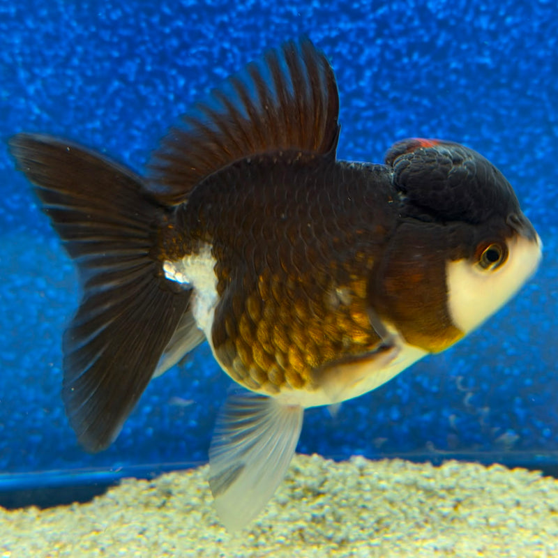 Thai Oranda Panda 2.5in Female (FEB-477)R3B17