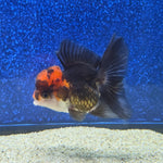 Thai Oranda Apache 2.3” Female(FEB-655)R3B21
