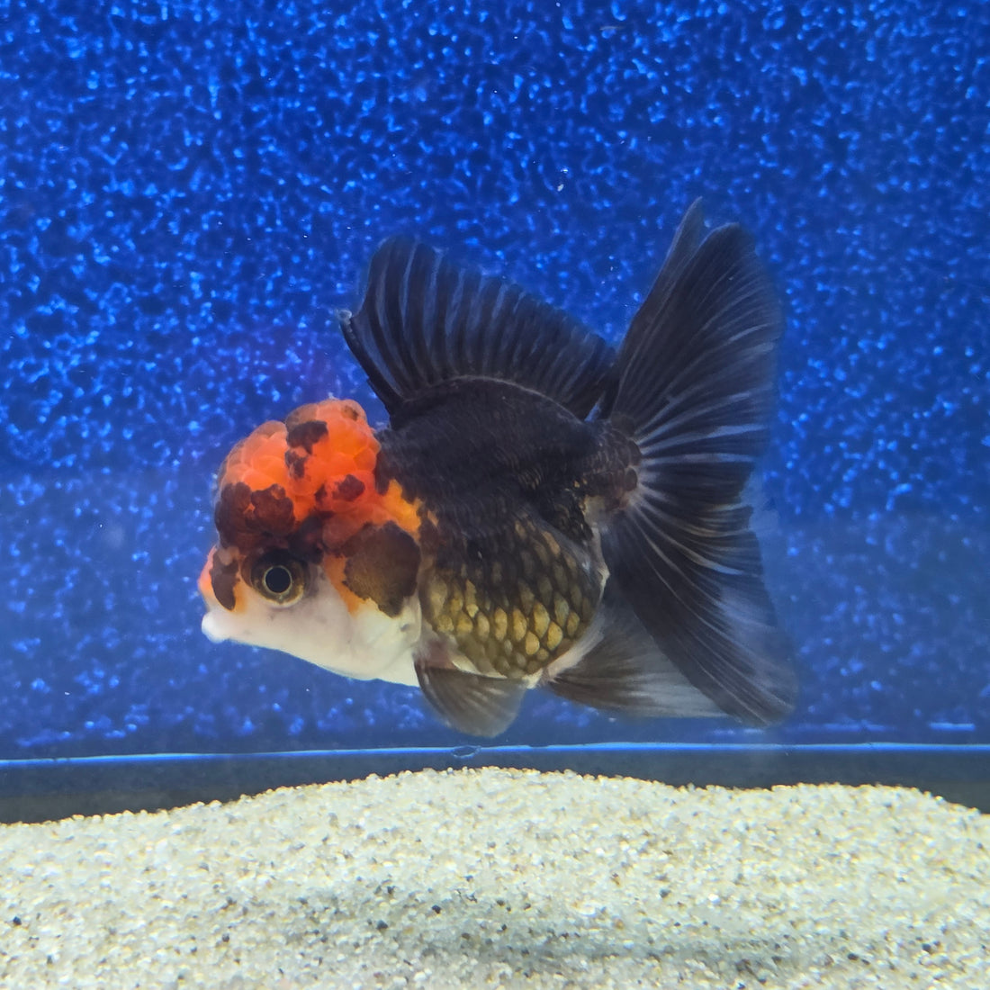 Thai Oranda Apache 2.3” Female(FEB-655)R3B21