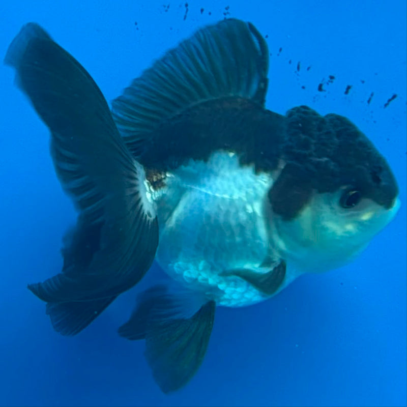 Thai Oranda Panda 2.5in Female (FEB-439)R3B19