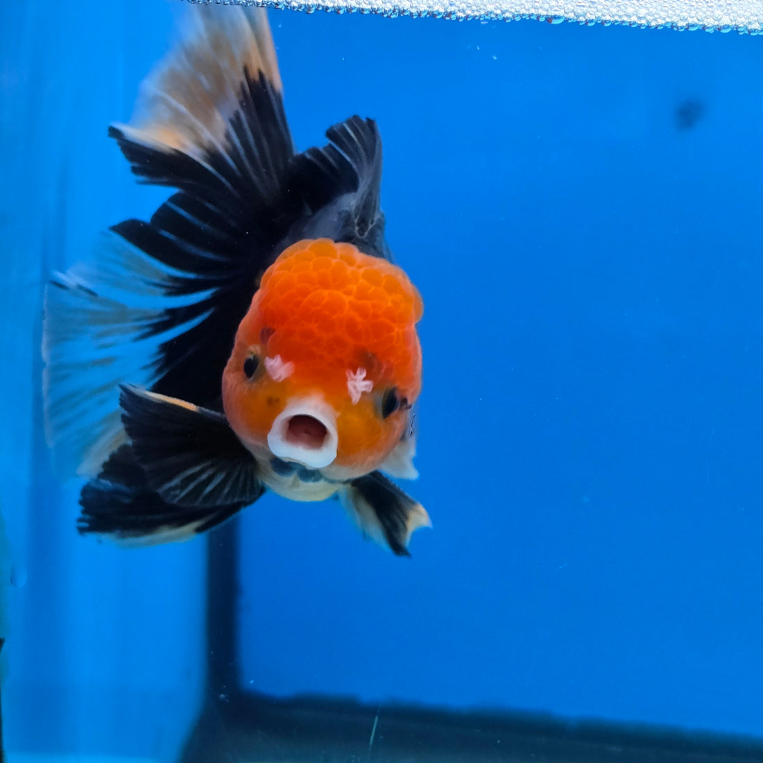 Thai Oranda Apache 4" Body male 9mths(FEB-575)R2A02