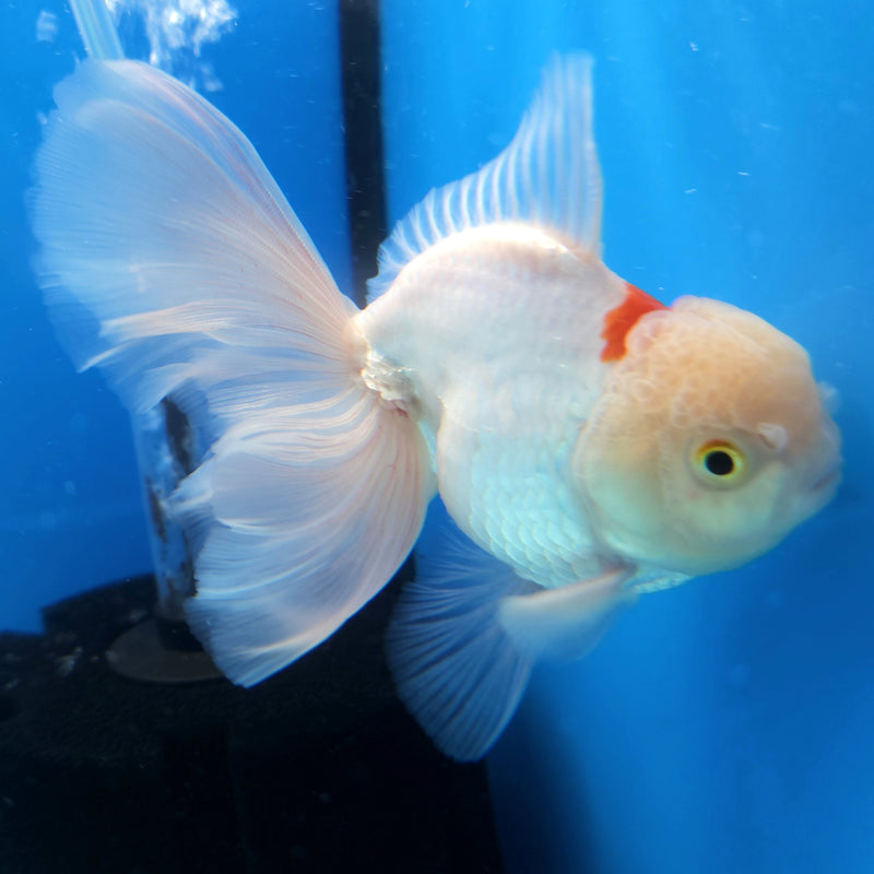 Thai Oranda Tri-Color 3.5” Female (FEB-259)R3A04