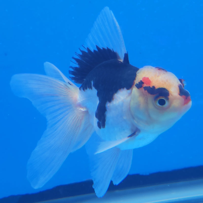 Thai Oranda Panda Tri-Color 2.5in Female (FEB-203)R3B06