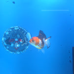 Thai Oranda Tri-Color 2.5” Female(FEB-664)R3B04