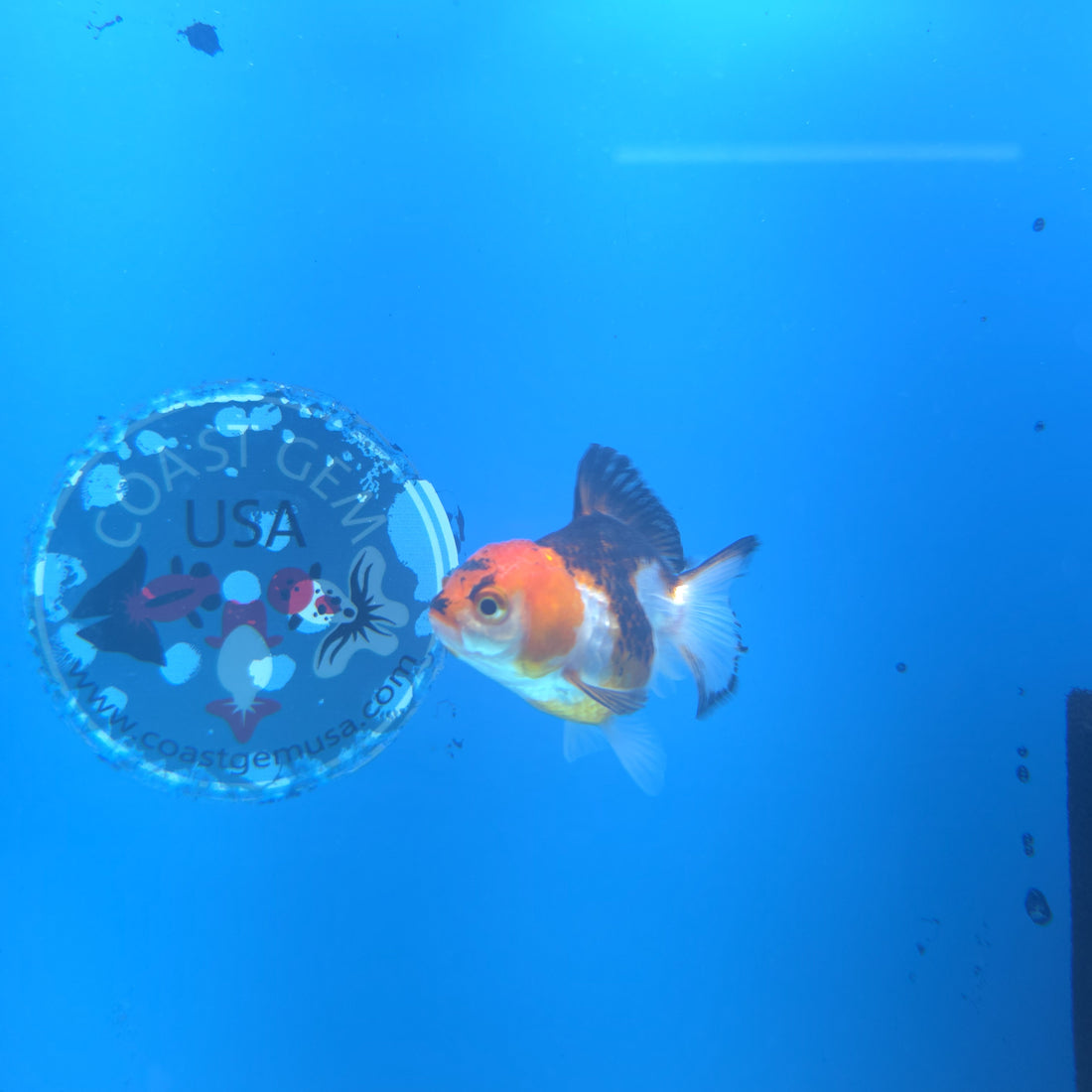 Thai Oranda Tri-Color 2.5” Female(FEB-664)R3B04