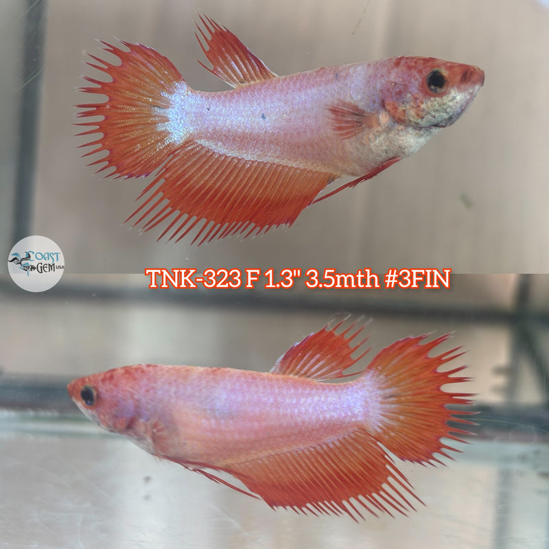 Live Female Betta Orange Fancy Pastel Crowntail (TNK-323)  High quality what you see what you get!!