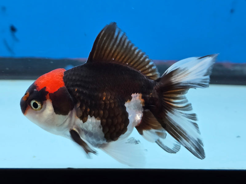 Thai Tri Color Oranda 2.50 inch Body Female (NNN-2076)R4B06