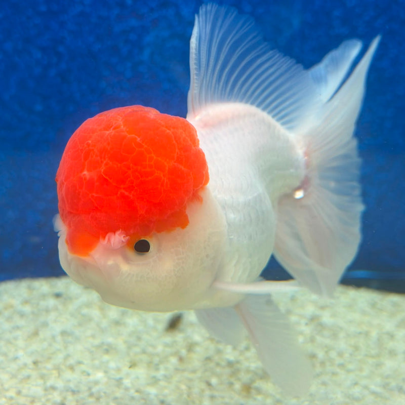 Thai Oranda Red Cap White 3in Female (FEB-470)BLUETUBA